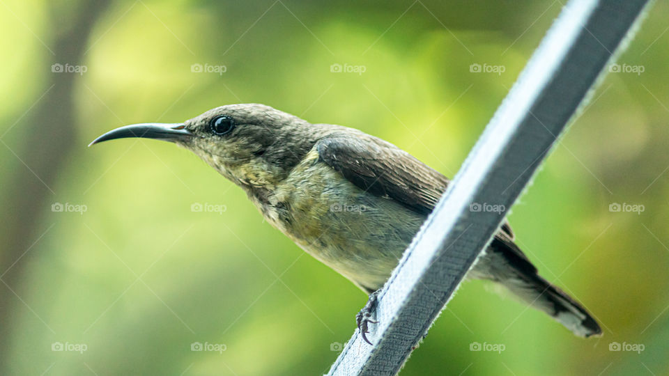 The sunbirds and spiderhunters make up a family, Nectariniidae, of passerine birds. They are small, slender passerines from the Old World, usually with downward-curved bills.