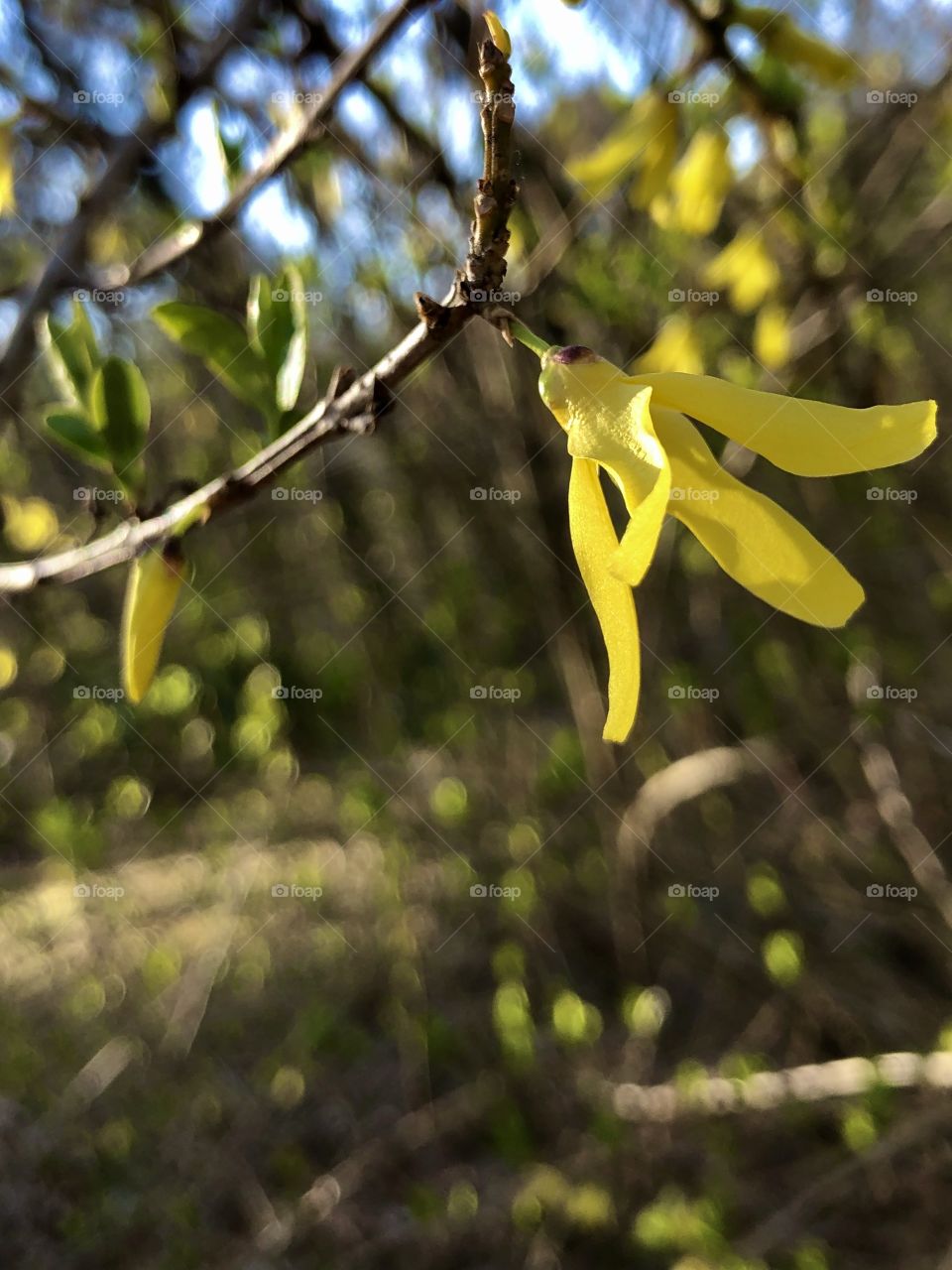 Closeup forsythia 