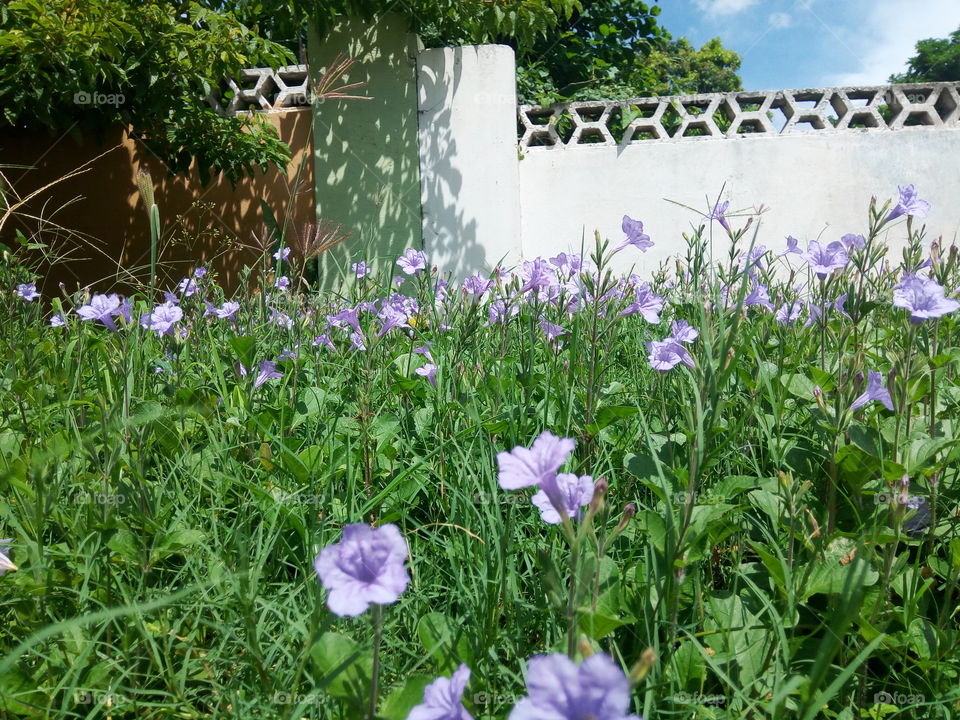 Flower, Summer, Flora, Nature, Garden