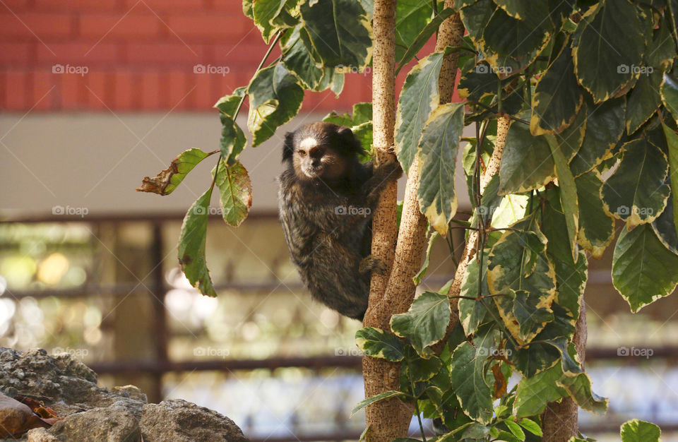 monkeys posing for photos in their natural habitat