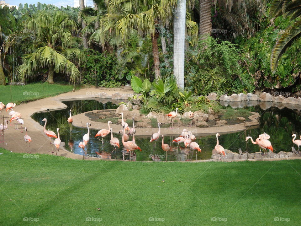 Flamingos