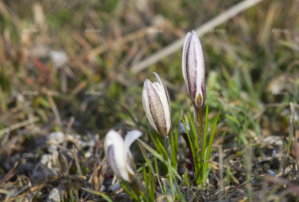 spring awakening : beautiful snowdrops blooms and meet spring time