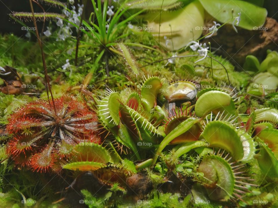 Tropical Carnivorous Plants