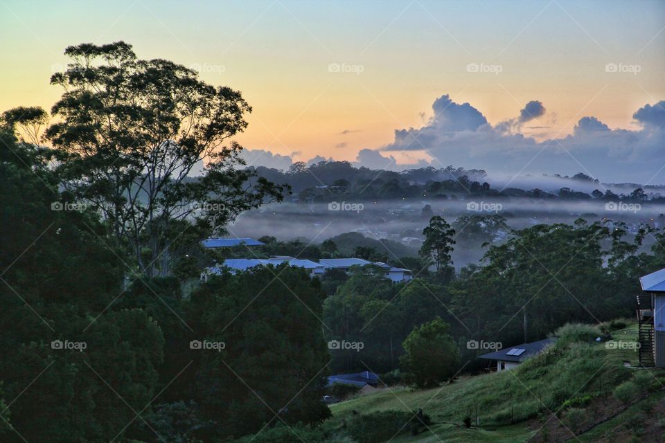 Morning fog over the tree