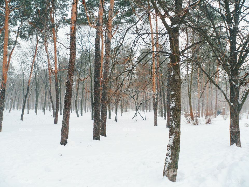 winter forest