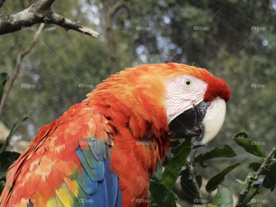 Parrot 