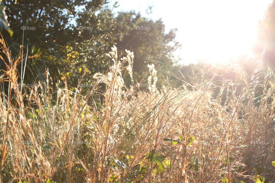 Field of Dreams. Emerson Point
