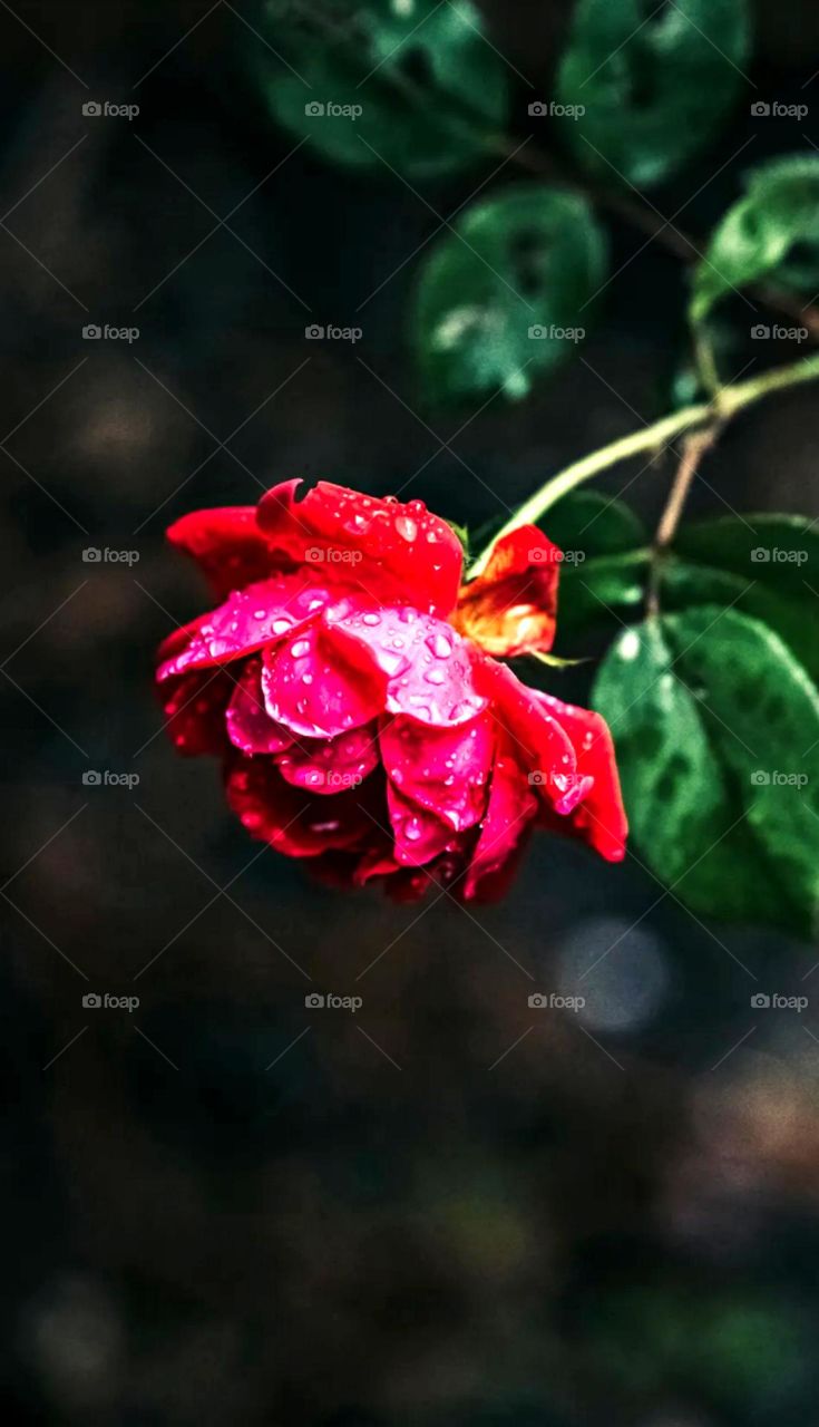 what a beautiful flower rose is a king of flowers also red rose is a no 1 flower dark rose on water drop looks so amazing