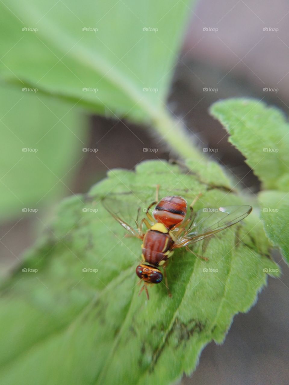 Small insect on leaf