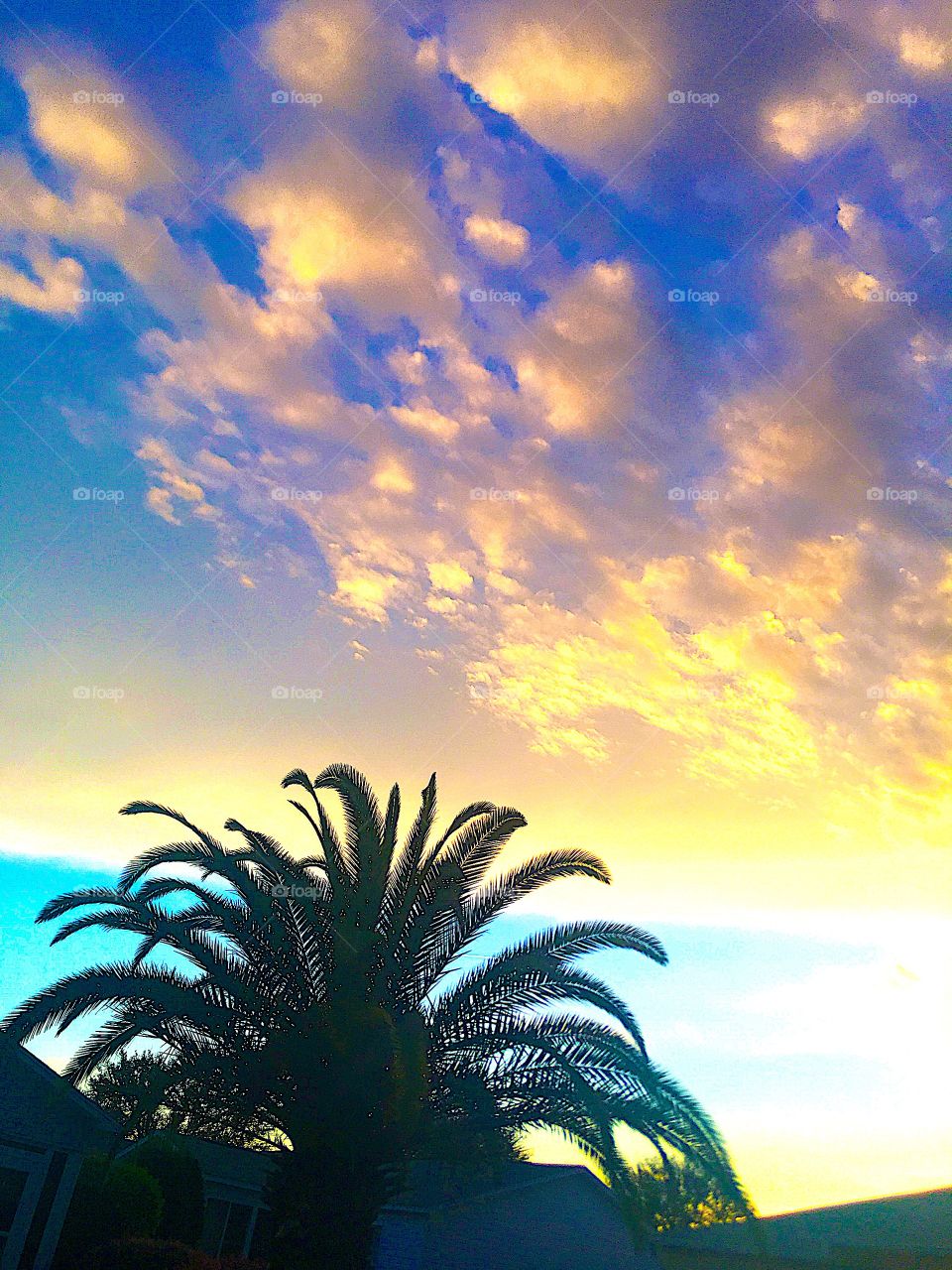 Silhouette palm tree against aqua blue Columbia blue, speckled sunlit clouds drifting overhead 