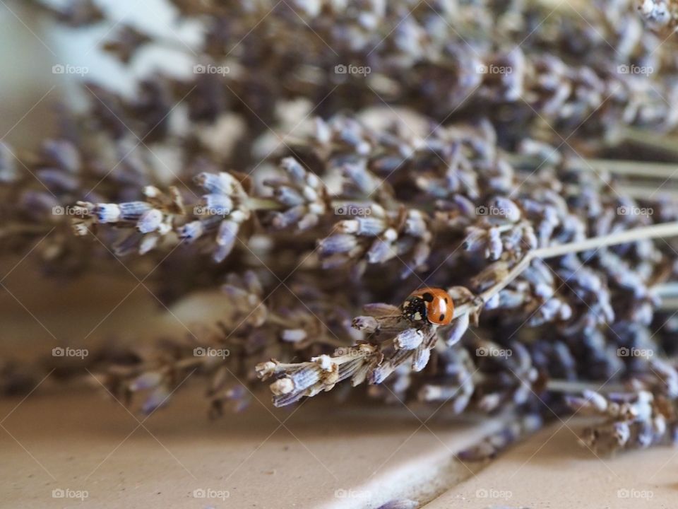 Lavander and ladybug 