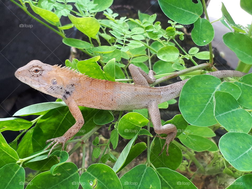 Tree lizard on leaves