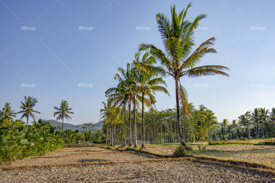 rice fields and coconut garden