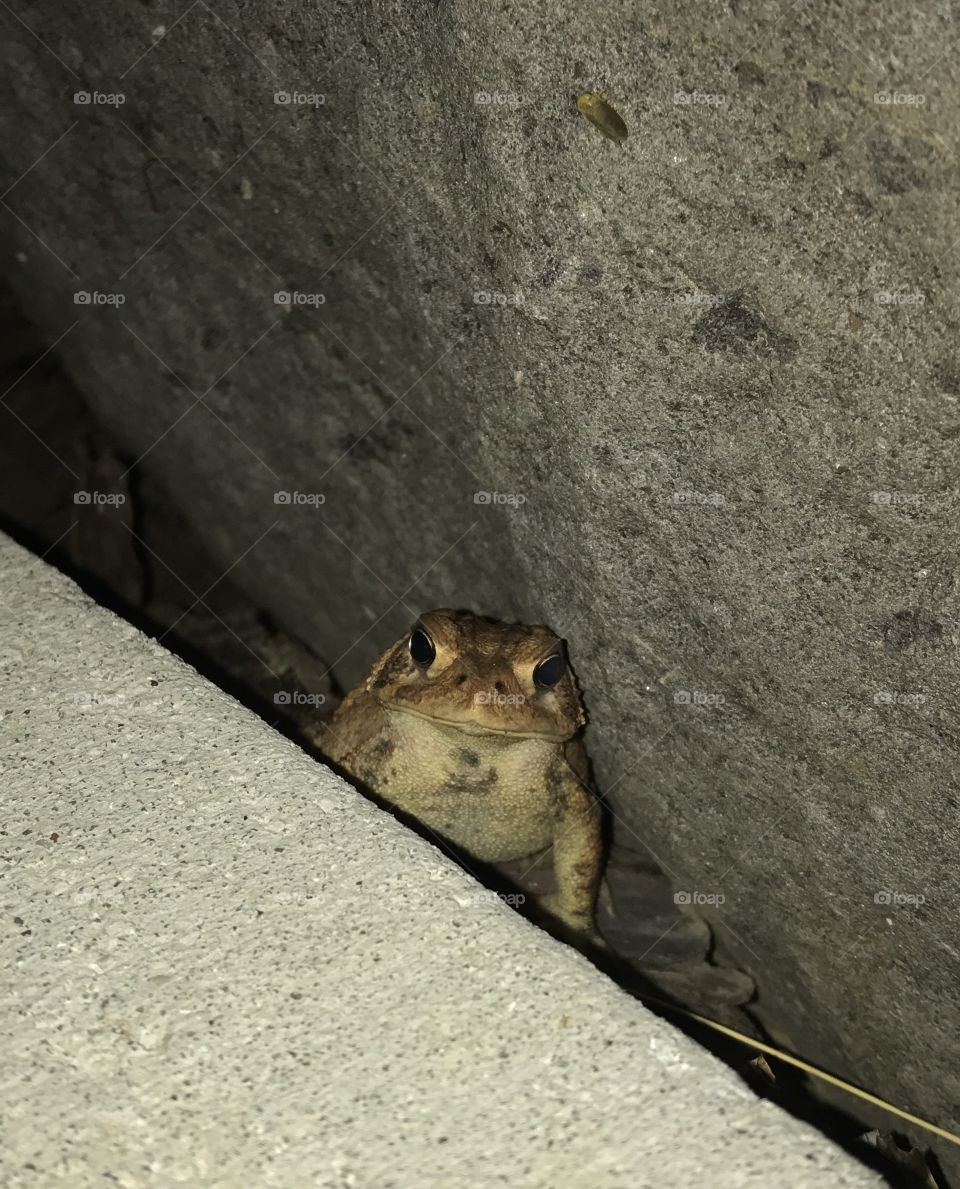 I toad you so