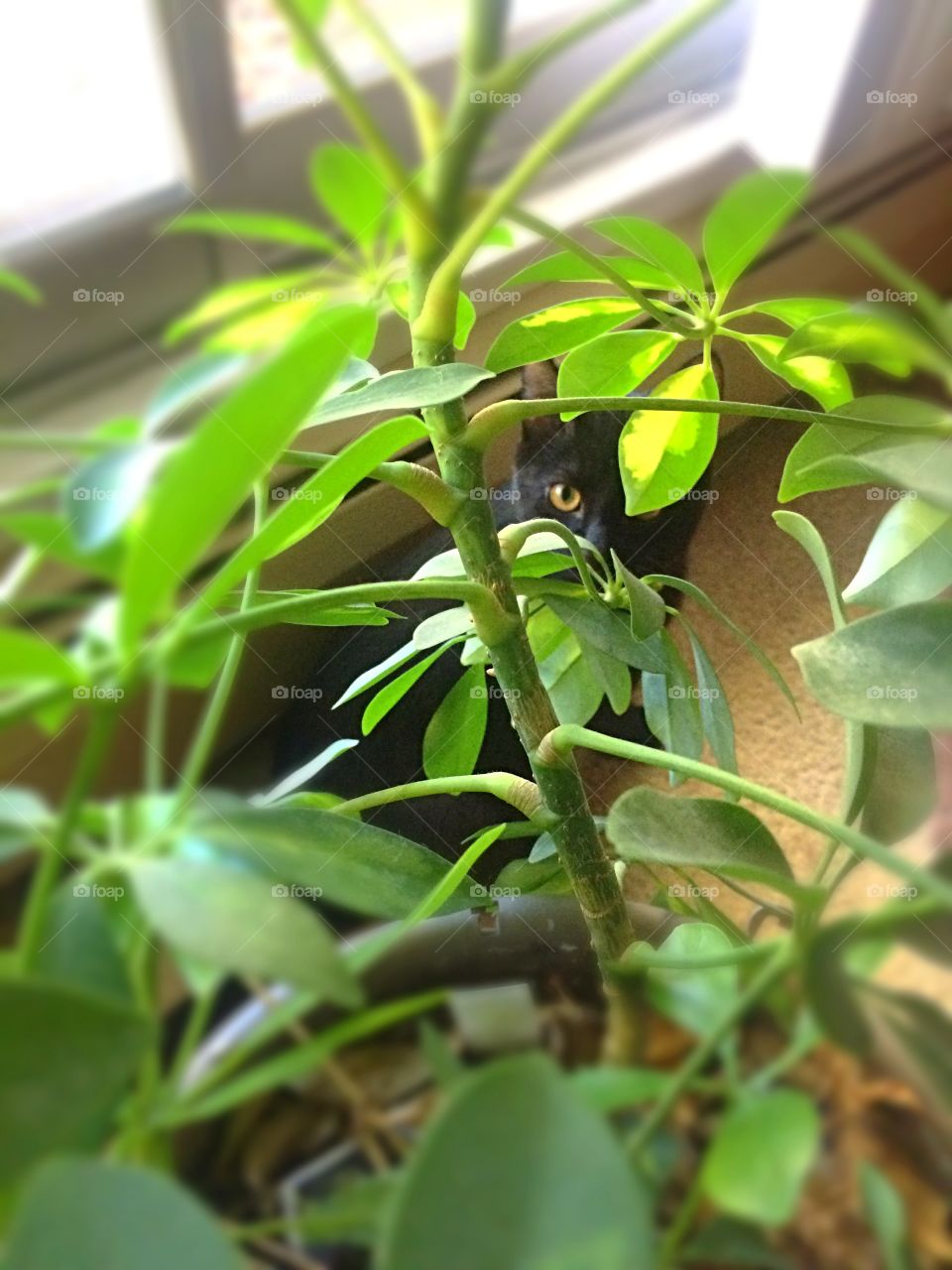 Jungle Kitten