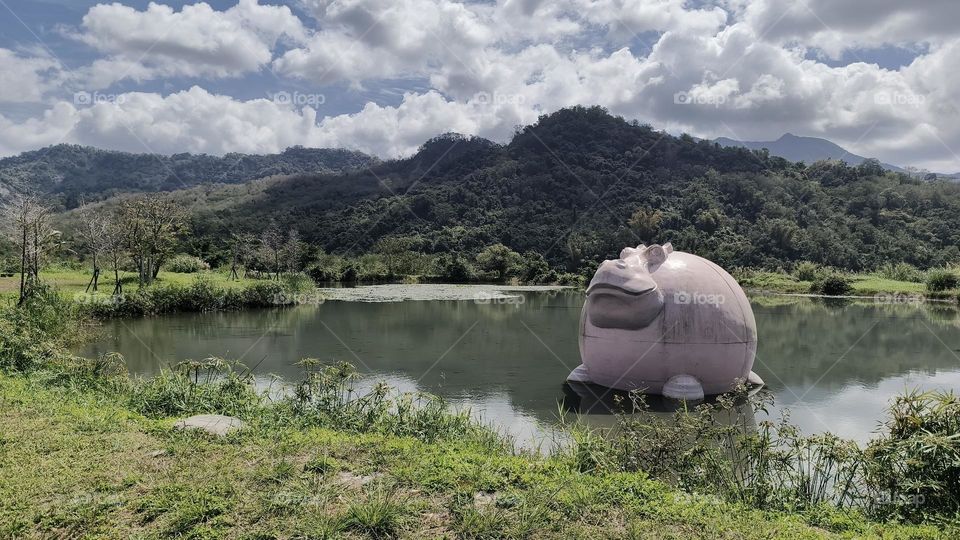 The hippo is in the water