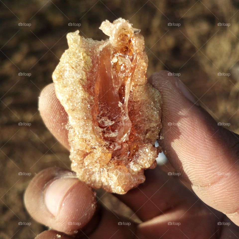 Gum Resin it can help you to survive if u are lost in the jungle, but after u eat it u have to drink a lot of Water in(Botswana Afric)it is commonly eaten,but not all Gum resin are eaten some have bad test you have to find the right tree for good one