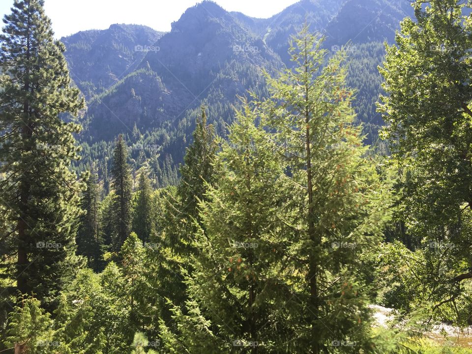 Wood, Tree, No Person, Nature, Landscape