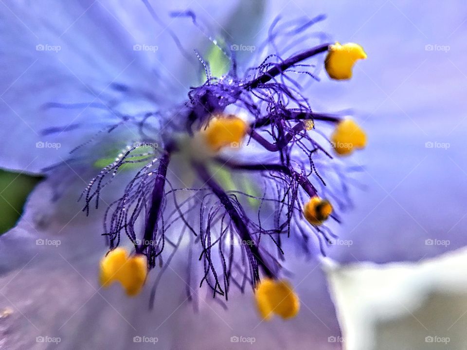 Life at the center of a delicate wild bluejacket