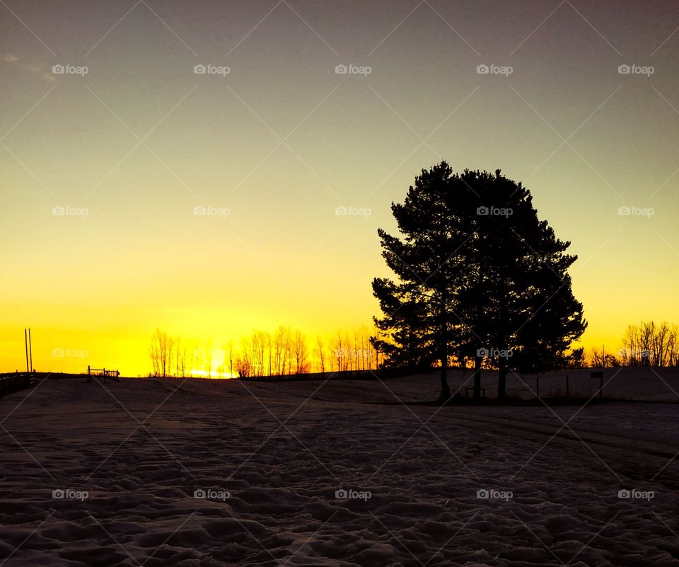 Silhouette of tree during sunset