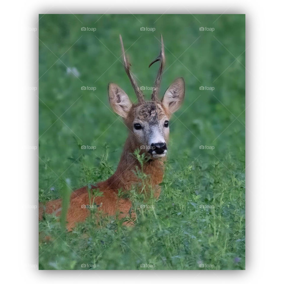 Cute deer just standing there🥺