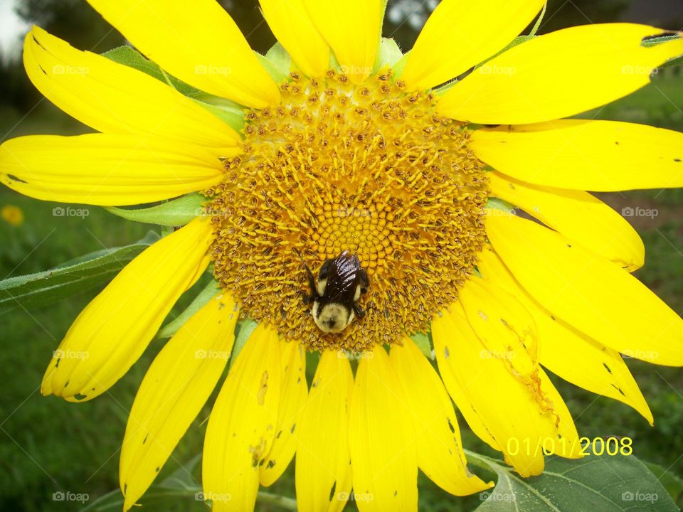 A bee on a sunflower 