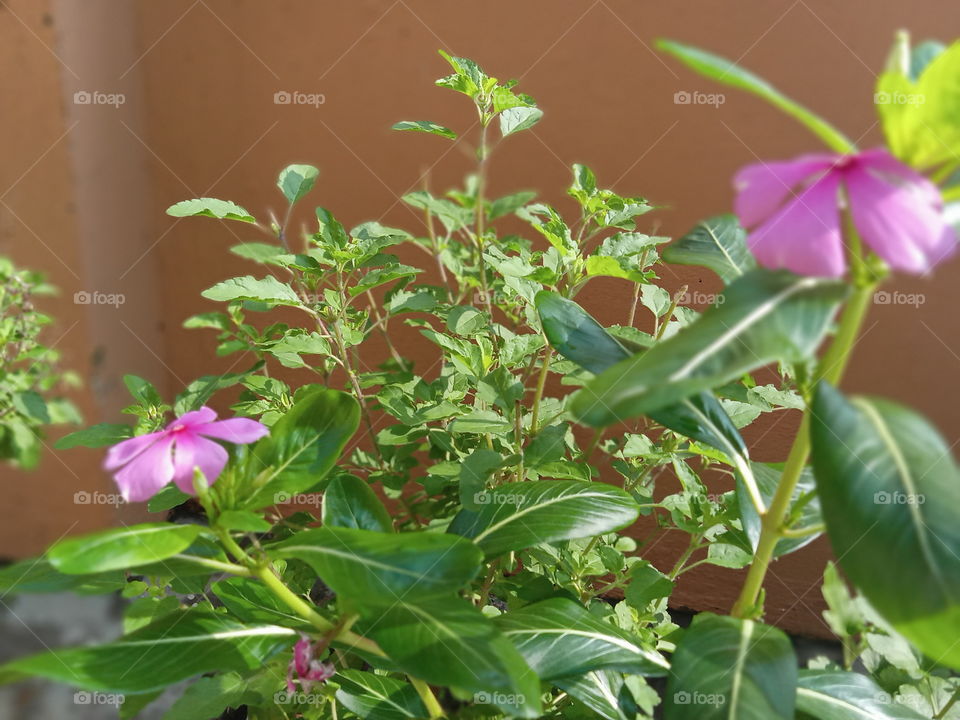 nature adding to its own beauty each day