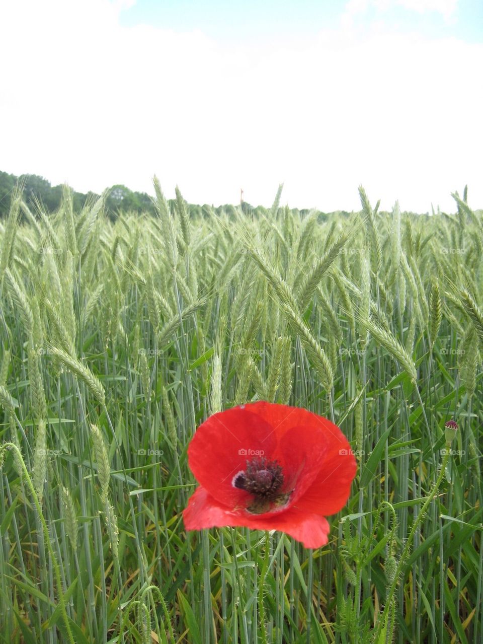 Lonely flower