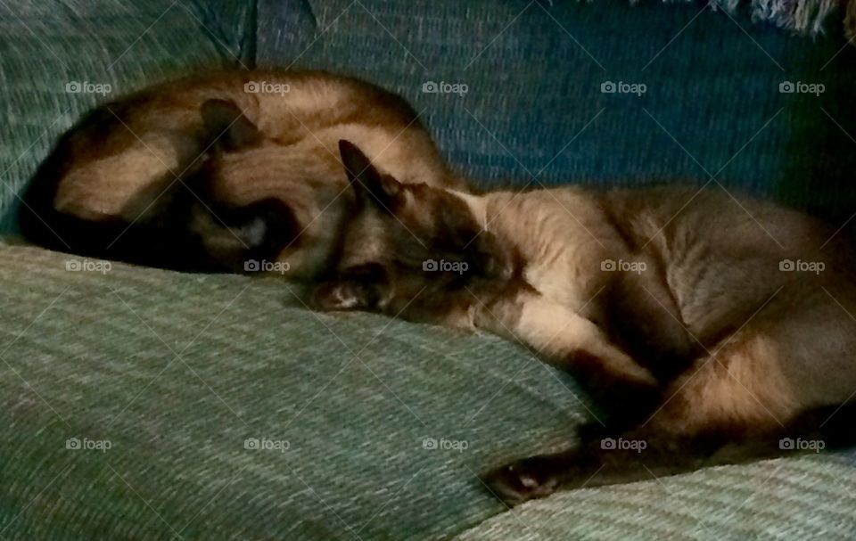 My little angels....ha!