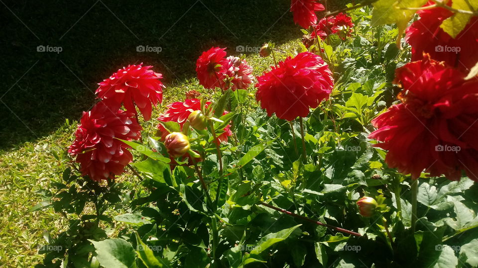 טבע, עלים, בוש, גינה, פרחים דחליה.