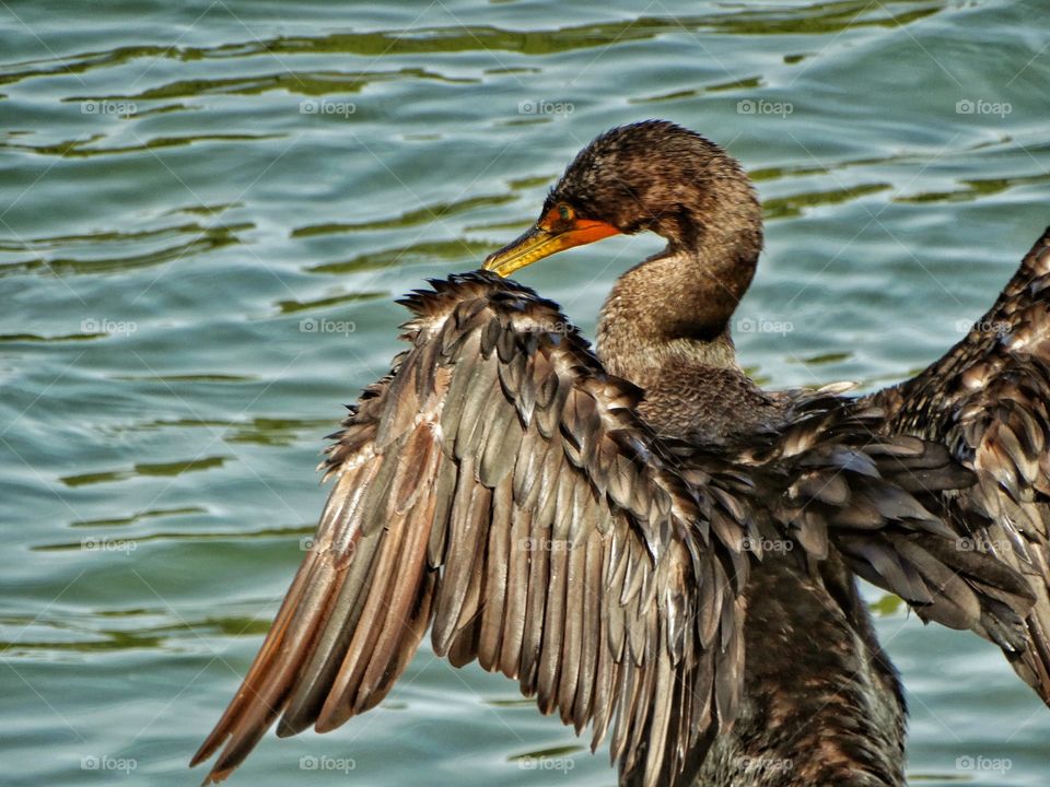 Black Cormorant
