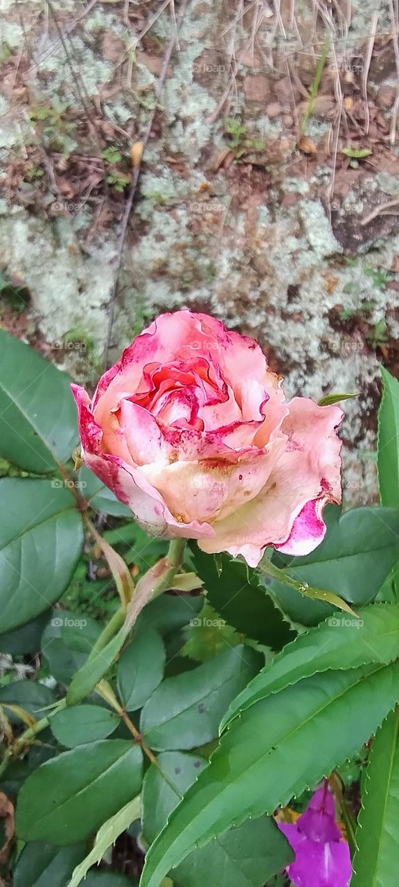 roses beautiful roses colorful green buds and animals