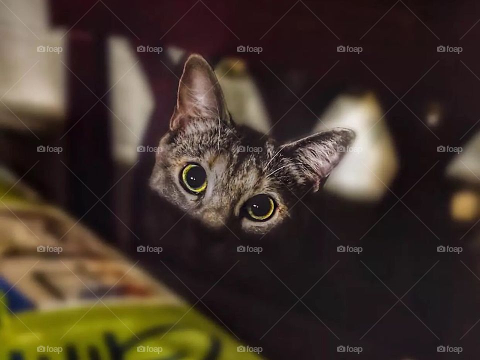 Give me your tuna and no one gets hurt 