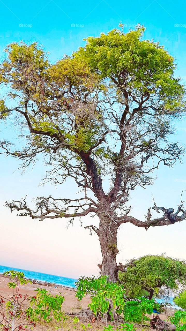 What a beautiful tree