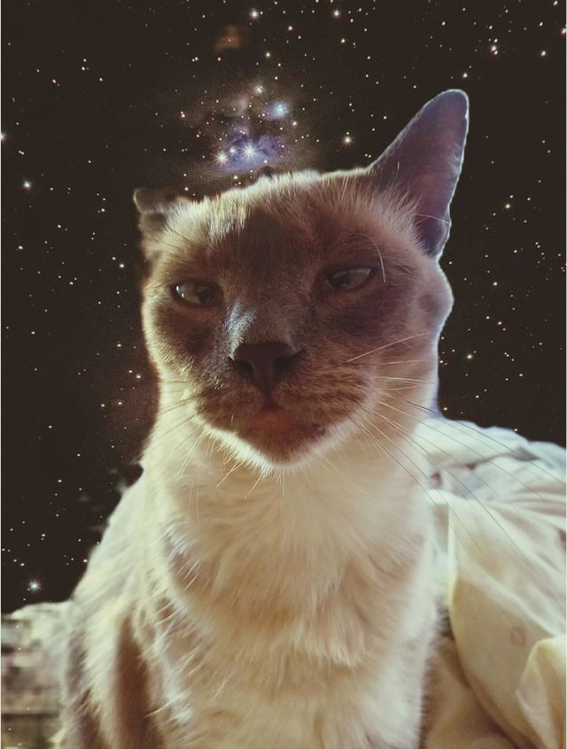 my cat