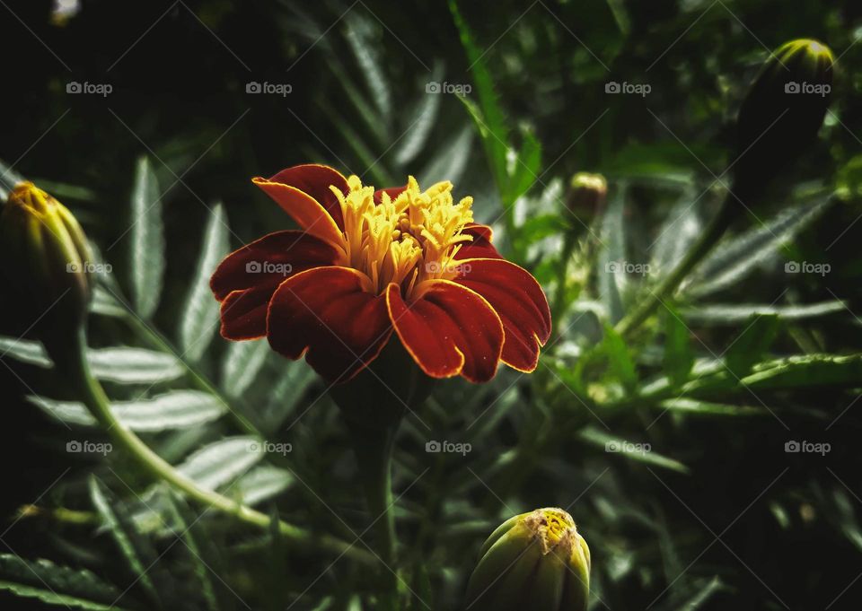 Marigold flower in bloom