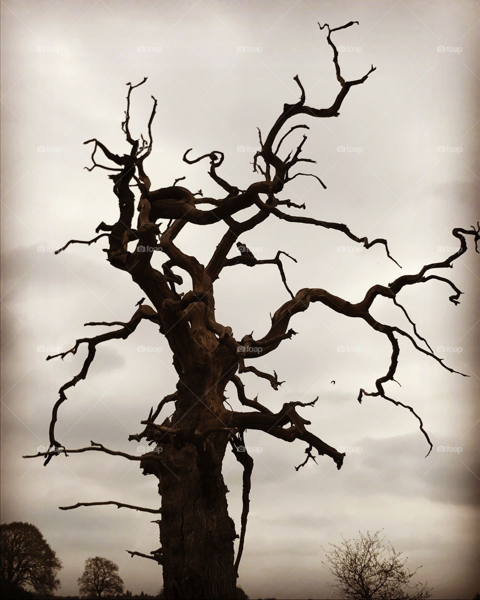 Menacing tree, england, April 2017