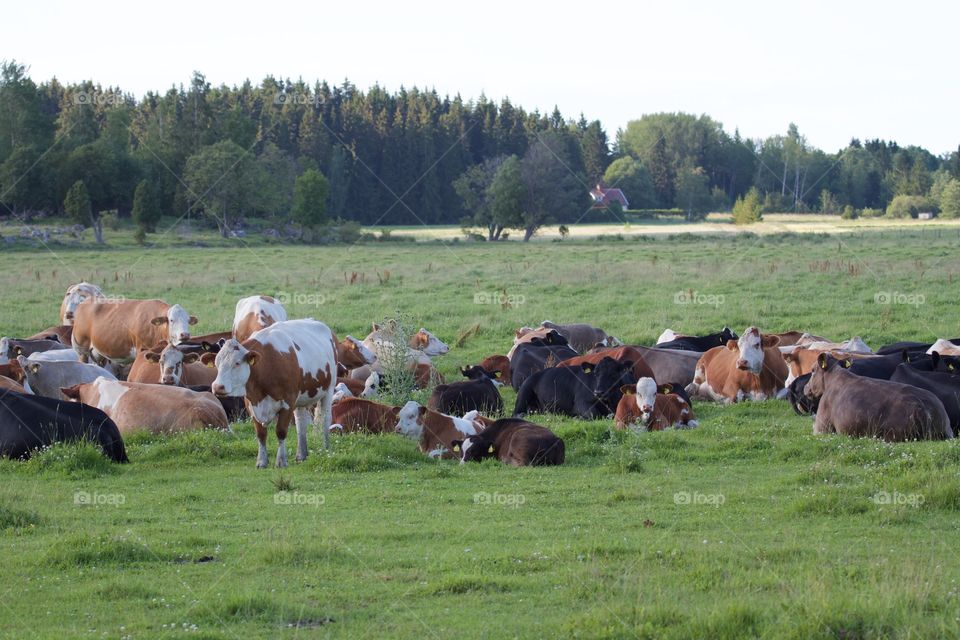 Cows on pasture . Cows on pasture 