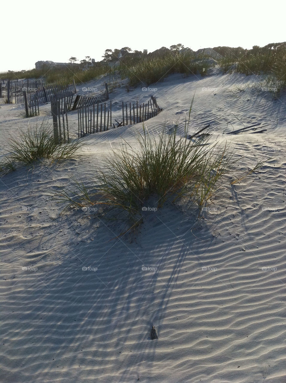 beach grass fence sand by tplips01