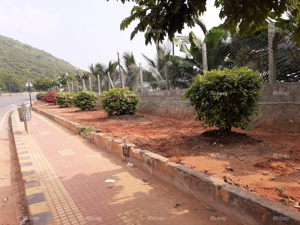 pavement lined with green bushes