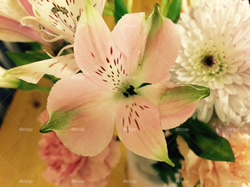 Flowers are natures decorations. Pink, green and white. Makes a girl smile. So fragrant, so delicate. 