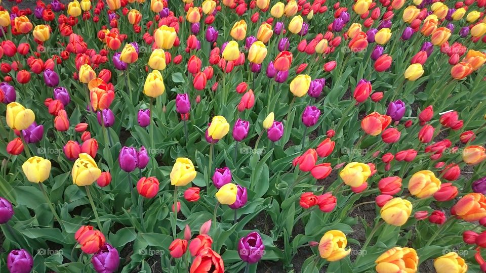 High angle view of tulip flowers