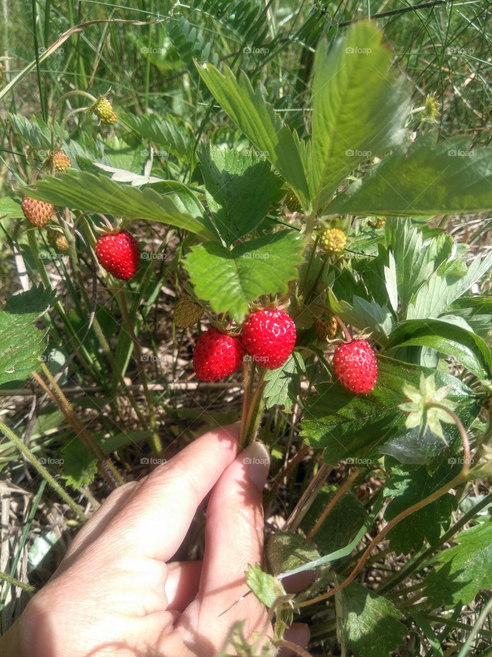 wild strawberries in the hand in the forest