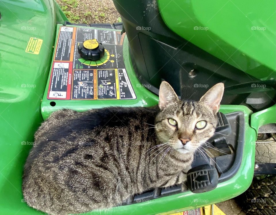 Seriously!?? You expect me to move so you can mow the lawn??!! Tabby cat resting on the riding tractor