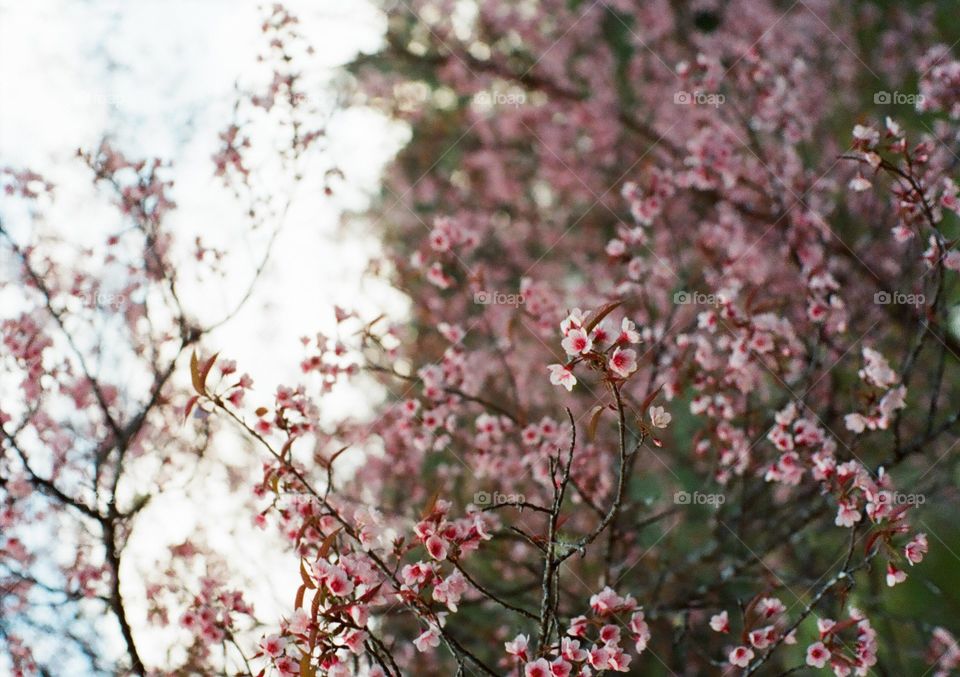 Sakura in Thailand....