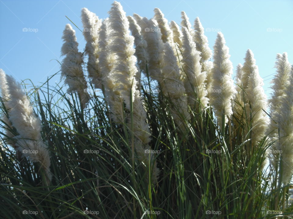 Texas feather duster 3. This is another picture I took while celebrating Labor day weekend. 👣 🚶 🏃 🔥 💨