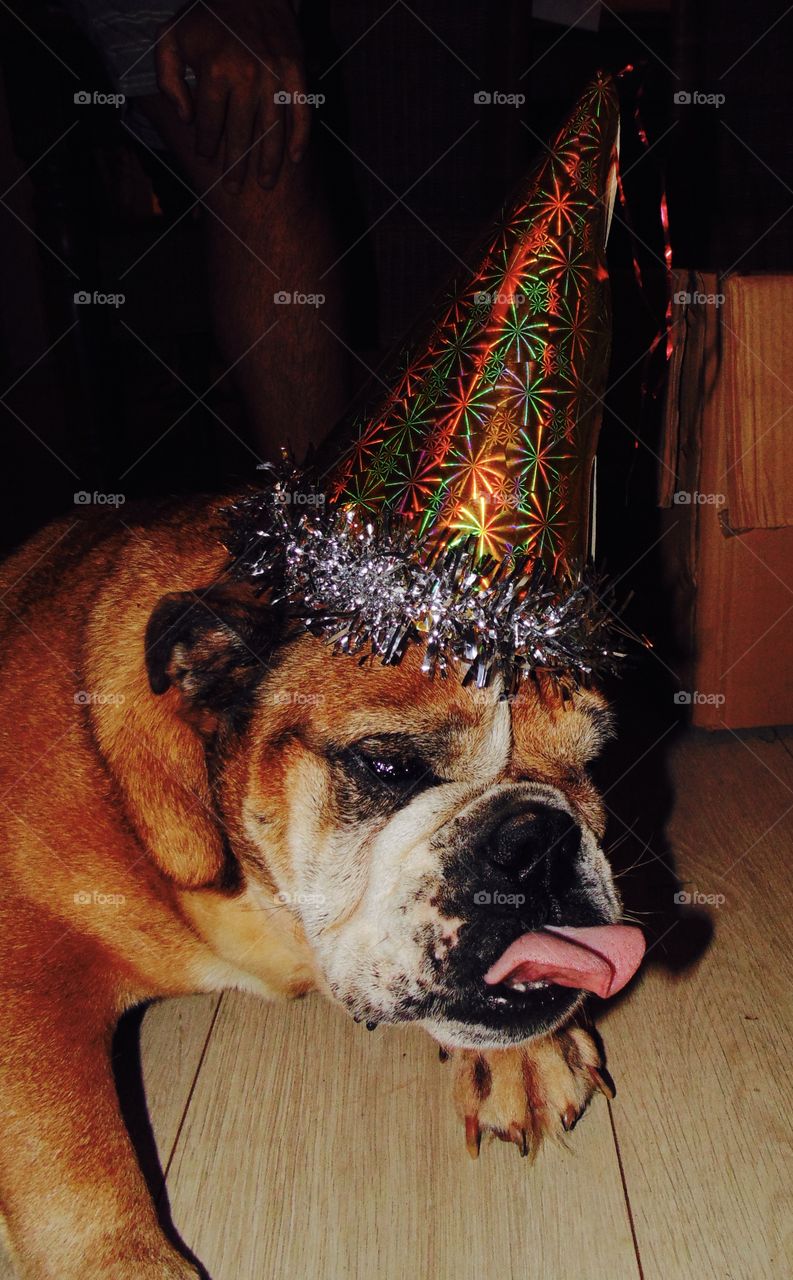 Dog, Mammal, Canine, Portrait, No Person