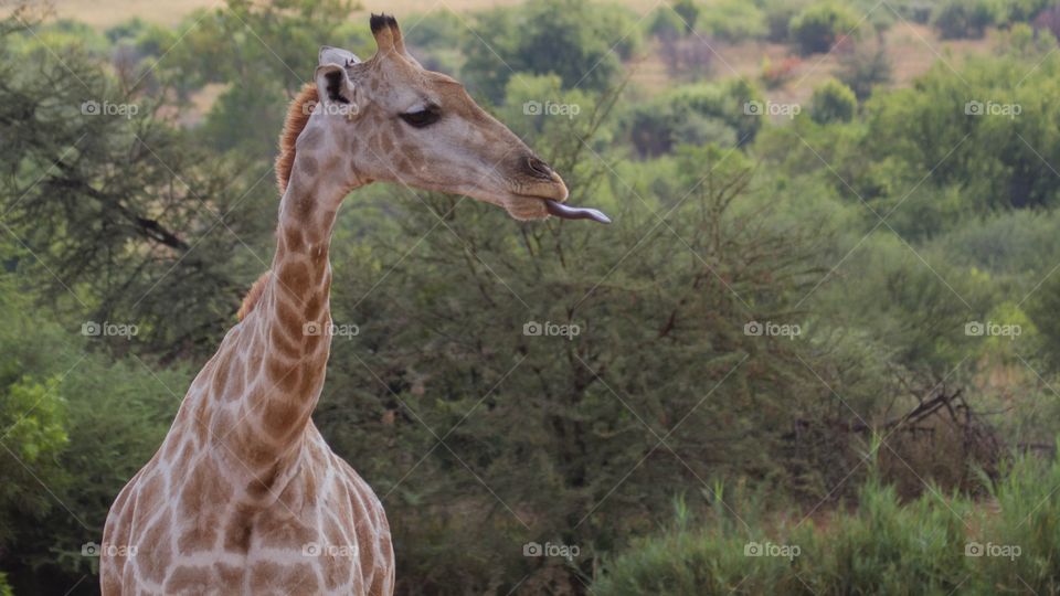 Giraffe 