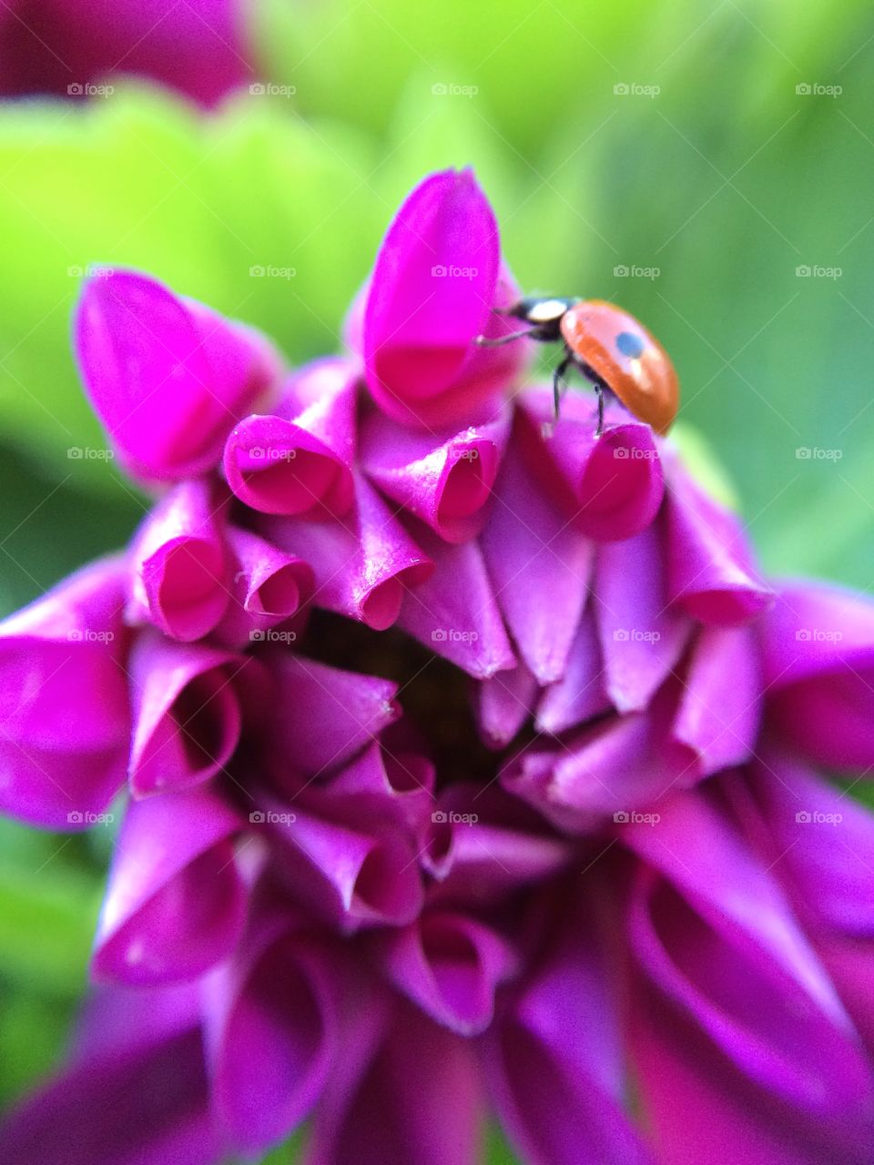 This plant was a gift and when I opened it a little ladybird was inside … beautiful shocking pink Dahlia 