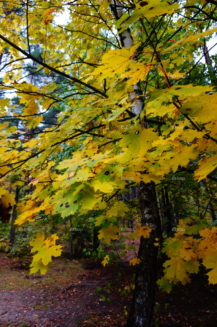 yellow leaves. autumn wood